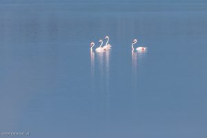 Flamant rose - Etang du Canet (octobre 2025)