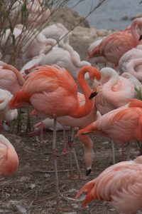 Flamant rose - Sigean  (avril 2012)