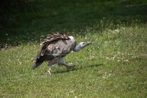 Vautour fauve - Parc Jura faune (août 2023)