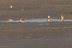 Bécasseau variable - Baie de Somme (octobre 2024)