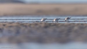 Bécasseau sanderling - Baie de Somme (octobre 2024)