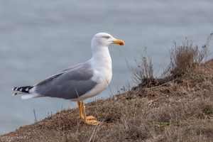 Goéland leucophée - Cap d'Agde (novembre 2021)