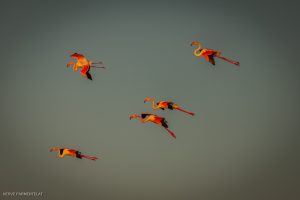 Flamant rose - Etang de Thau (novembre 2021)