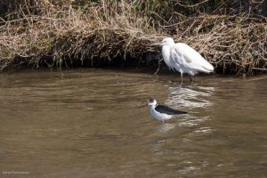 Echasse blanche - Martigues (avril 2018)