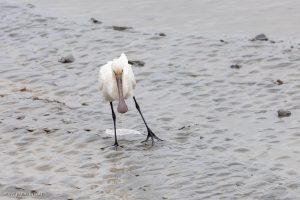 Spatule blanche - Baie du Mont-Saint-Michel (février 2025)