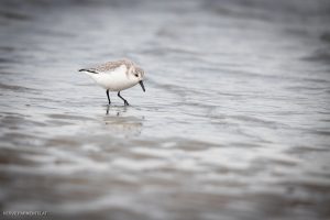 Bécasseau sanderling - Baie de Somme (octobre 2024)