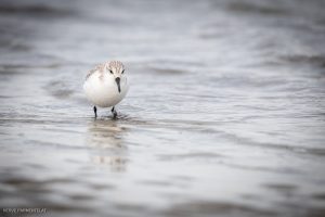 Bécasseau sanderling - Baie de Somme (octobre 2024)