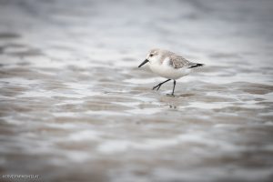 Bécasseau sanderling - Baie de Somme (octobre 2024)