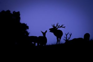 Brame à l'heure bleue