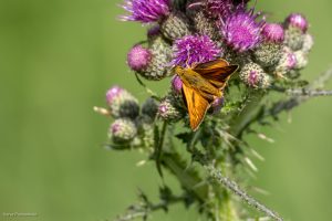 Sylvaine (Ochlodes venatus)