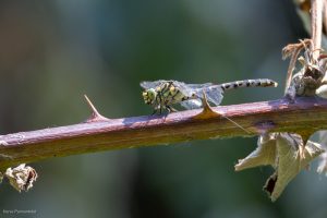 Gomphe à pinces (onychogomphus forcipatus)