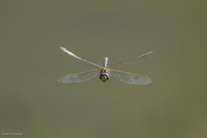 Aeschne des joncs (Aeshna juncea)