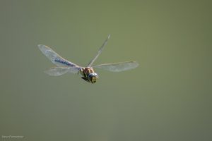 Aeschne des joncs (Aeshna juncea)