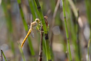 Sympétrum commun (Sympetrum vulgatum)