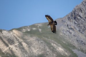 Vautour fauve - Valloire (juillet 2026)