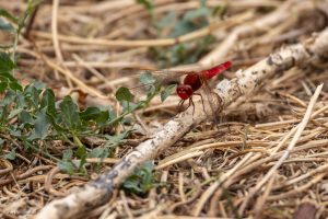 Crocothémis écarlate (Crocothemis erythracea)
