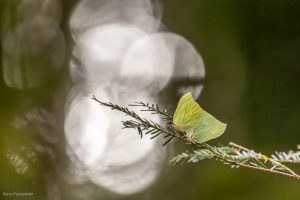 Citron (accouplement)