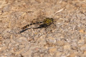 Gomphe à pinces (onychogomphus forcipatus)