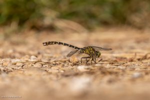 Gomphe à pinces (onychogomphus forcipatus)