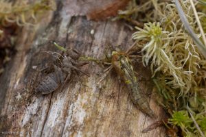 Cordulie bronzée (Cordulia aenea), imago et exuvie